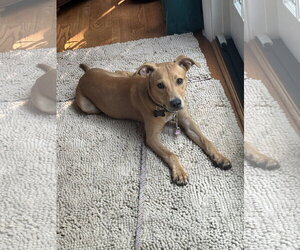Mountain Cur-Unknown Mix Dogs for adoption in Rockaway, NJ, USA