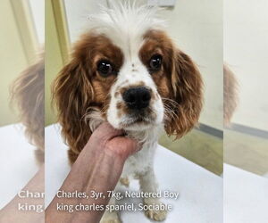 Cockalier Dogs for adoption in Agoura Hills, CA, USA