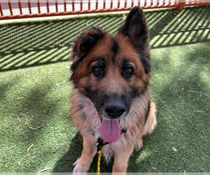 German Shepherd Dog-Unknown Mix Dogs for adoption in Las Vegas, NV, USA