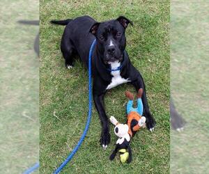 American Staffordshire Terrier Dogs for adoption in Louisville, KY, USA