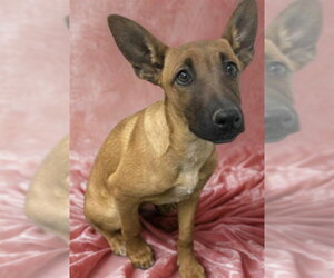 Mutt Dogs for adoption in HESPERIA, CA, USA
