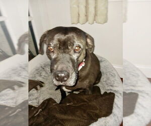 American Staffordshire Terrier-Labrador Retriever Mix Dogs for adoption in Brewster, NY, USA