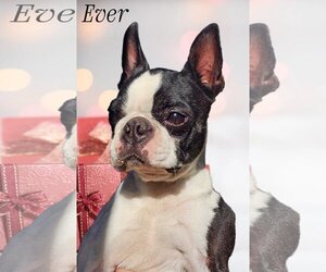 Boston Terrier Dogs for adoption in Phelan, CA, USA
