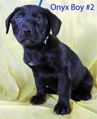 Medium Photo #1 Borador Puppy For Sale in Griffin, GA, USA