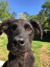 Shepradors Dogs for adoption in Social Circle, GA, USA