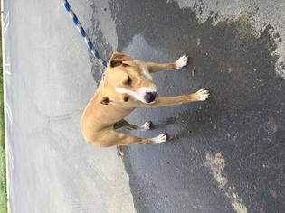 Medium Photo #1 Staffordshire Bull Terrier-Unknown Mix Puppy For Sale in Modesto, CA, USA
