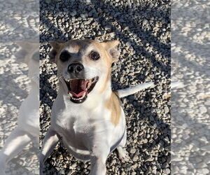 Rat Terrier-Unknown Mix Dogs for adoption in Bolivar, MO, USA