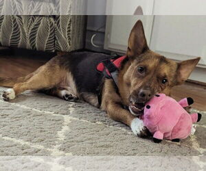 Pembroke Welsh Corgi-Unknown Mix Dogs for adoption in Caribou, ME, USA