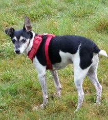 Rat Terrier Dogs for adoption in Clatskanie, OR, USA