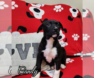 American Pit Bull Terrier-German Shepherd Dog Mix Dogs for adoption in Port Clinton, OH, USA