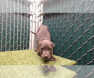 Mutt Dogs for adoption in Downey, CA, USA