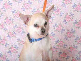 Chihuahua Dogs for adoption in South Lake Tahoe, CA, USA