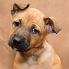 Black Mouth Cur Dogs for adoption in Opelika, AL, USA