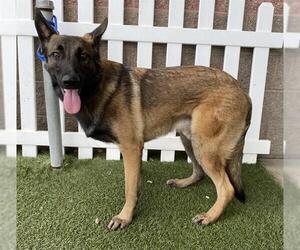 Mutt Dogs for adoption in Modesto, CA, USA