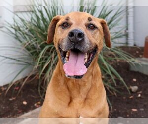 Small Rhodesian Ridgeback