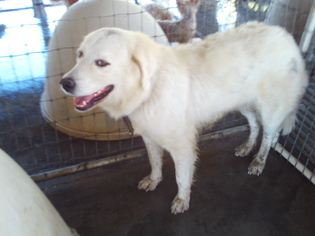Great Pyrenees Dogs for adoption in Bonifay, MO, USA