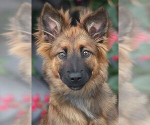 German Shepherd Dog Dogs for adoption in Cupertino, CA, USA