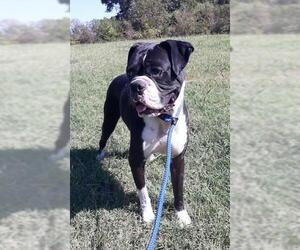 Boxer Dogs for adoption in Warwick, RI, USA