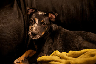 Medium Photo #1 Catahoula Leopard Dog-Unknown Mix Puppy For Sale in Von Ormy, TX, USA
