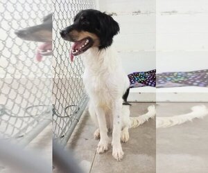 English Setter-Huskies  Mix Dogs for adoption in Great Bend, KS, USA