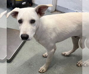 Labrador Retriever-Unknown Mix Dogs for adoption in Sterling, MA, USA
