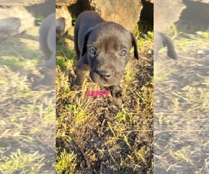 Labrador Retriever-Unknown Mix Dogs for adoption in Brooksville, FL, USA
