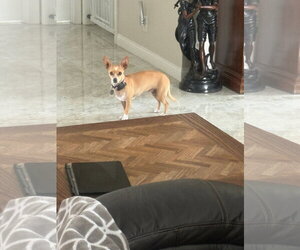 Chihuahua Dogs for adoption in Menifee, CA, USA