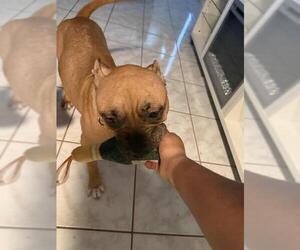 Boxer Dogs for adoption in San Antonio, TX, USA