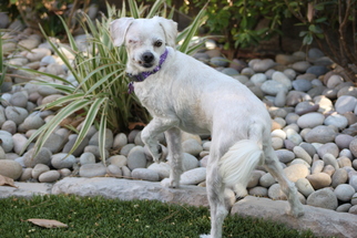 Poodle (Miniature) Dogs for adoption in Rancho Santa Margarita, CA, USA