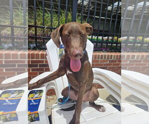 Labrador Retriever Dogs for adoption in Thomasville, NC, USA
