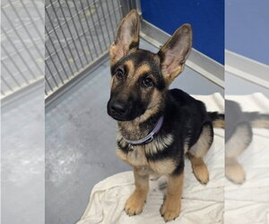 German Shepherd Dog-Unknown Mix Dogs for adoption in Lakewood, CO, USA