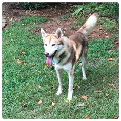 Siberian Husky Dogs for adoption in Holly Springs, NC, USA