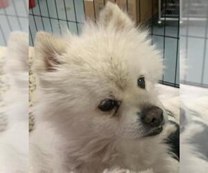 Pomeranian Dogs for adoption in Chico, CA, USA