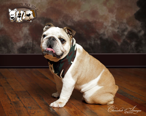 Bulldog Dogs for adoption in Lincoln, NE, USA