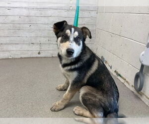 Siberian Husky Dogs for adoption in San Bernardino, CA, USA