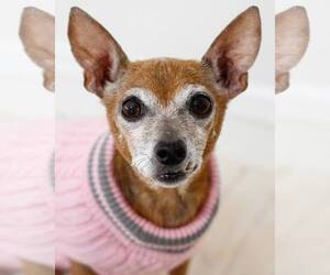 Chihuahua-Unknown Mix Dogs for adoption in Greenville, SC, USA