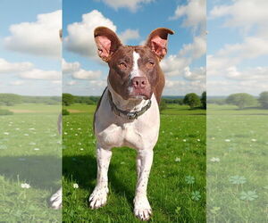 Medium Photo #4 Mutt Puppy For Sale in Talladega, AL, USA