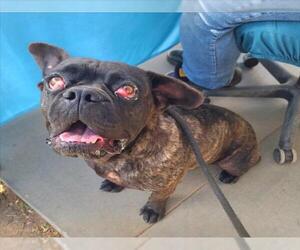French Bulldog-Staffordshire Bull Terrier Mix Dogs for adoption in Long Beach, CA, USA