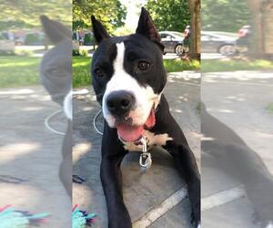 Bull-Boxer Dogs for adoption in Glenwood, GA, USA