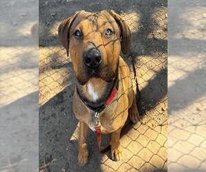 Doberman Pinscher-Unknown Mix Dogs for adoption in Santa Barbara, CA, USA