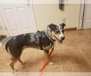 Catahoula Leopard Dog-Unknown Mix Dogs for adoption in Surprise , AZ, USA