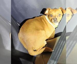 Mutt Dogs for adoption in San Antonio, TX, USA