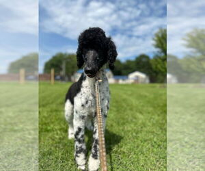 Poodle (Standard) Dogs for adoption in Pacolet, SC, USA