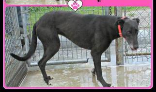 Greyhound Dogs for adoption in Mission, KS, USA