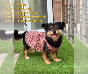 Tibetan Terrier-Unknown Mix Dogs for adoption in Agoura Hills, CA, USA
