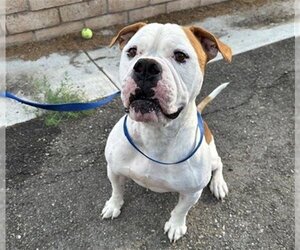 American Bulldog Dogs for adoption in Big Bear City, CA, USA