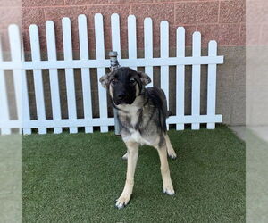 German Shepherd Dog-Unknown Mix Dogs for adoption in Modesto, CA, USA