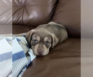 American Staffordshire Terrier-Unknown Mix Dogs for adoption in San Antonio, TX, USA
