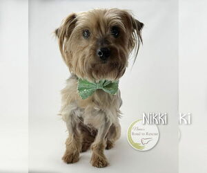 Mutt Dogs for adoption in Benton, LA, USA