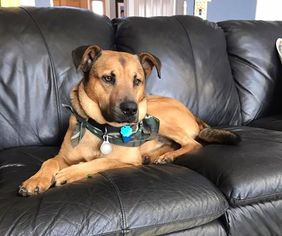 Mutt Dogs for adoption in belgium, WI, USA